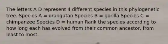 The letters A-D represent 4 different species in this phylogenetic tree. Species A = orangutan Species B = gorilla Species C = chimpanzee Species D = human Rank the species according to how long each has evolved from their common ancestor, from least to most.