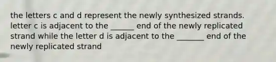 the letters c and d represent the newly synthesized strands. letter c is adjacent to the ______ end of the newly replicated strand while the letter d is adjacent to the _______ end of the newly replicated strand