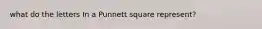 what do the letters In a Punnett square represent?