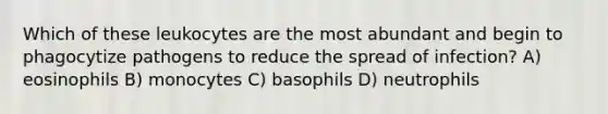 Which of these leukocytes are the most abundant and begin to phagocytize pathogens to reduce the spread of infection? A) eosinophils B) monocytes C) basophils D) neutrophils