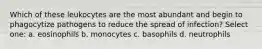Which of these leukocytes are the most abundant and begin to phagocytize pathogens to reduce the spread of infection? Select one: a. eosinophils b. monocytes c. basophils d. neutrophils