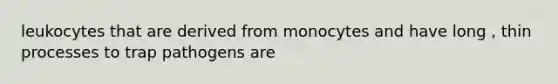 leukocytes that are derived from monocytes and have long , thin processes to trap pathogens are