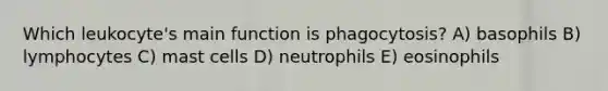 Which leukocyte's main function is phagocytosis? A) basophils B) lymphocytes C) mast cells D) neutrophils E) eosinophils