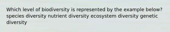 Which level of biodiversity is represented by the example below? species diversity nutrient diversity ecosystem diversity genetic diversity