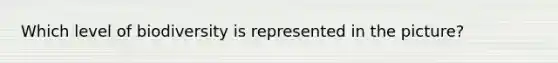 Which level of biodiversity is represented in the picture?