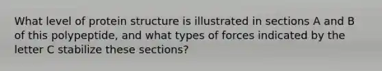 What level of protein structure is illustrated in sections A and B of this polypeptide, and what types of forces indicated by the letter C stabilize these sections?