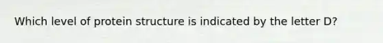 Which level of protein structure is indicated by the letter D?