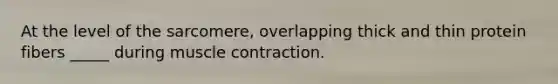 At the level of the sarcomere, overlapping thick and thin protein fibers _____ during muscle contraction.