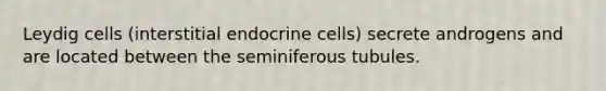 Leydig cells (interstitial endocrine cells) secrete androgens and are located between the seminiferous tubules.