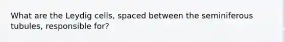 What are the Leydig cells, spaced between the seminiferous tubules, responsible for?