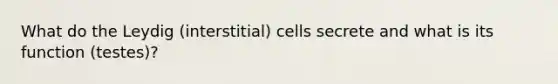 What do the Leydig (interstitial) cells secrete and what is its function (testes)?