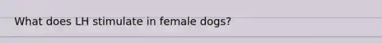 What does LH stimulate in female dogs?