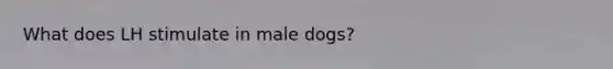 What does LH stimulate in male dogs?