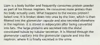 Liam is a body builder and frequently consumes protein powder as part of his fitness regimen. He consumes more protein than his body actually uses. What happens to the excess protein? Select one: It is broken down into urea by the liver, which is then filtered into the glomerular capsule and also secreted elsewhere in the nephron. It is stored in adipocytes after being converted into fats. The large proteins are secreted into the distal convoluted tubule by tubular secretion. It is filtered through the glomerular capillary into the glomerular capsule and into the nephron, where it is finally excreted in the urine.