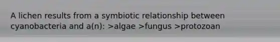 A lichen results from a symbiotic relationship between cyanobacteria and a(n): >algae >fungus >protozoan