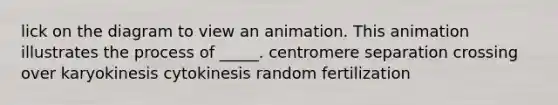 lick on the diagram to view an animation. This animation illustrates the process of _____. centromere separation crossing over karyokinesis cytokinesis random fertilization