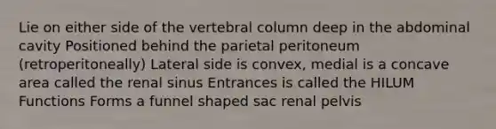 Lie on either side of the vertebral column deep in the abdominal cavity Positioned behind the parietal peritoneum (retroperitoneally) Lateral side is convex, medial is a concave area called the renal sinus Entrances is called the HILUM Functions Forms a funnel shaped sac renal pelvis