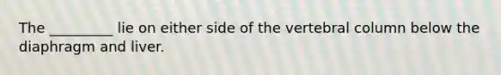 The _________ lie on either side of the vertebral column below the diaphragm and liver.