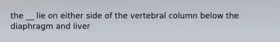 the __ lie on either side of the vertebral column below the diaphragm and liver