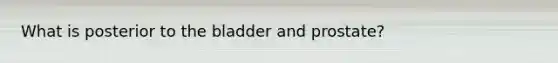 What is posterior to the bladder and prostate?