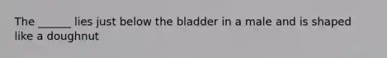 The ______ lies just below the bladder in a male and is shaped like a doughnut