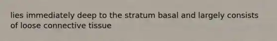 lies immediately deep to the stratum basal and largely consists of loose connective tissue