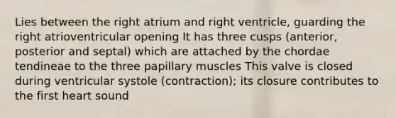 Lies between the right atrium and right ventricle, guarding the right atrioventricular opening It has three cusps (anterior, posterior and septal) which are attached by the chordae tendineae to the three papillary muscles This valve is closed during ventricular systole (contraction); its closure contributes to the first heart sound