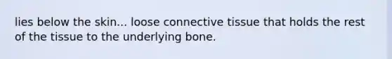 lies below the skin... loose connective tissue that holds the rest of the tissue to the underlying bone.