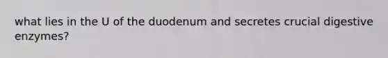 what lies in the U of the duodenum and secretes crucial digestive enzymes?