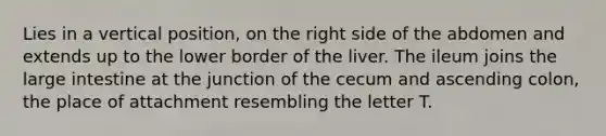 Lies in a vertical position, on the right side of the abdomen and extends up to the lower border of the liver. The ileum joins the large intestine at the junction of the cecum and ascending colon, the place of attachment resembling the letter T.