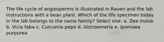 The life cycle of angiosperms is illustrated in Raven and the lab instructions with a bean plant. Which of the life specimen today in the lab belongs to the same family? Select one: a. Zea maize b. Vicia faba c. Curcumis pepo d. Alstroemeria e. Ipomoea purpurea