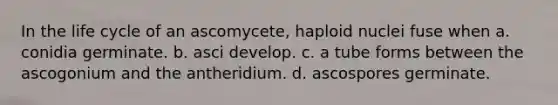 In the life cycle of an ascomycete, haploid nuclei fuse when a. conidia germinate. b. asci develop. c. a tube forms between the ascogonium and the antheridium. d. ascospores germinate.