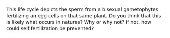 This life cycle depicts the sperm from a bisexual gametophytes fertilizing an egg cells on that same plant. Do you think that this is likely what occurs in natures? Why or why not? If not, how could self-fertilization be prevented?