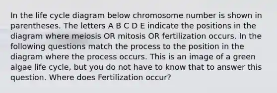 In the life cycle diagram below chromosome number is shown in parentheses. The letters A B C D E indicate the positions in the diagram where meiosis OR mitosis OR fertilization occurs. In the following questions match the process to the position in the diagram where the process occurs. This is an image of a green algae life cycle, but you do not have to know that to answer this question. Where does Fertilization occur?