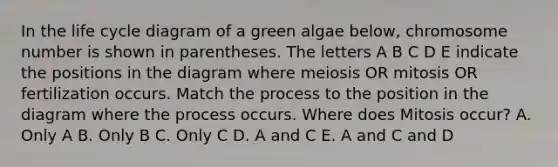 In the life cycle diagram of a green algae below, chromosome number is shown in parentheses. The letters A B C D E indicate the positions in the diagram where meiosis OR mitosis OR fertilization occurs. Match the process to the position in the diagram where the process occurs. Where does Mitosis occur? A. Only A B. Only B C. Only C D. A and C E. A and C and D