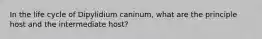 In the life cycle of Dipylidium caninum, what are the principle host and the intermediate host?