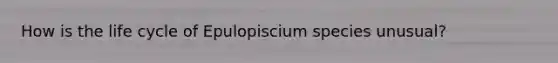 How is the life cycle of Epulopiscium species unusual?