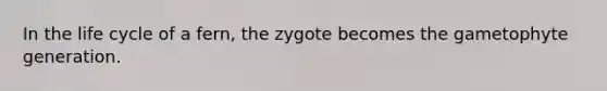 In the life cycle of a fern, the zygote becomes the gametophyte generation.