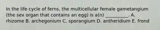 In the life cycle of ferns, the multicellular female gametangium (the sex organ that contains an egg) is a(n) __________. A. rhizome B. archegonium C. sporangium D. antheridium E. frond