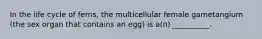 In the life cycle of ferns, the multicellular female gametangium (the sex organ that contains an egg) is a(n) __________.