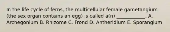 In the life cycle of ferns, the multicellular female gametangium (the sex organ contains an egg) is called a(n) ____________. A. Archegonium B. Rhizome C. Frond D. Antheridium E. Sporangium