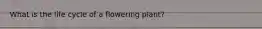 What is the life cycle of a flowering plant?