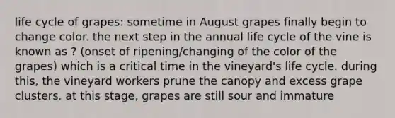 life cycle of grapes: sometime in August grapes finally begin to change color. the next step in the annual life cycle of the vine is known as ? (onset of ripening/changing of the color of the grapes) which is a critical time in the vineyard's life cycle. during this, the vineyard workers prune the canopy and excess grape clusters. at this stage, grapes are still sour and immature