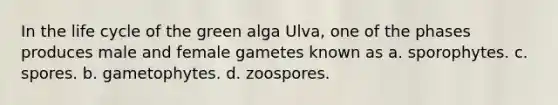 In the life cycle of the green alga Ulva, one of the phases produces male and female gametes known as a. sporophytes. c. spores. b. gametophytes. d. zoospores.