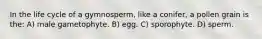 In the life cycle of a gymnosperm, like a conifer, a pollen grain is the: A) male gametophyte. B) egg. C) sporophyte. D) sperm.