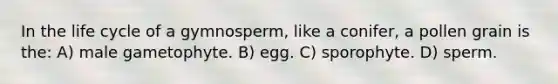 In the life cycle of a gymnosperm, like a conifer, a pollen grain is the: A) male gametophyte. B) egg. C) sporophyte. D) sperm.