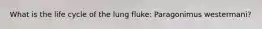 What is the life cycle of the lung fluke: Paragonimus westermani?