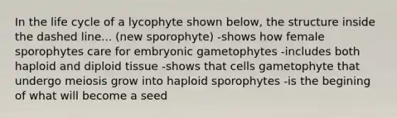 In the life cycle of a lycophyte shown below, the structure inside the dashed line... (new sporophyte) -shows how female sporophytes care for embryonic gametophytes -includes both haploid and diploid tissue -shows that cells gametophyte that undergo meiosis grow into haploid sporophytes -is the begining of what will become a seed