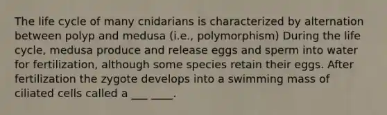 The life cycle of many cnidarians is characterized by alternation between polyp and medusa (i.e., polymorphism) During the life cycle, medusa produce and release eggs and sperm into water for fertilization, although some species retain their eggs. After fertilization the zygote develops into a swimming mass of ciliated cells called a ___ ____.