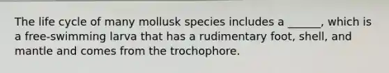 The life cycle of many mollusk species includes a ______, which is a free-swimming larva that has a rudimentary foot, shell, and mantle and comes from the trochophore.